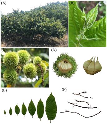 Whole genome sequencing of Castanea mollissima and molecular mechanisms of sugar and starch synthesis